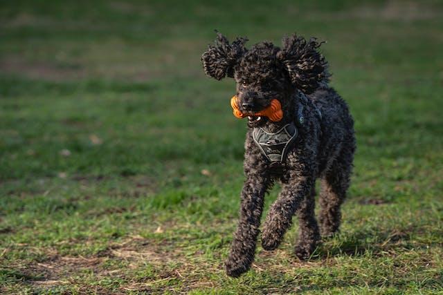 سگ تازی اسکاتلندی (Scottish deerhound)